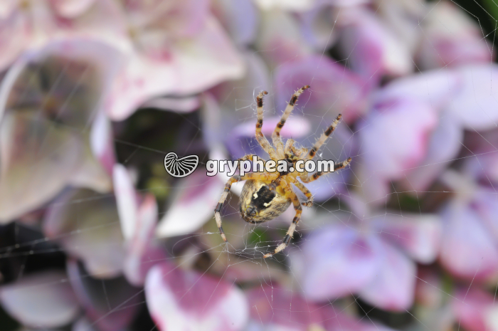 Jeune Epeire - gryphea.com